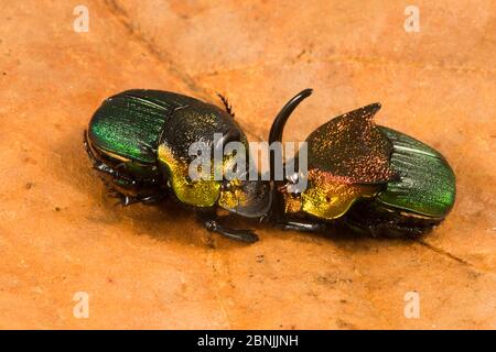 Rainbow scarab (Phanaeus vindex) male and female on leaf. Florida, USA. Controlled conditions. Stock Photo