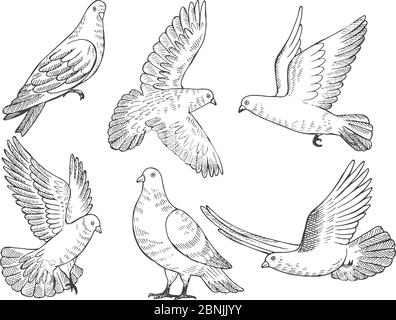 Illustrations set of pigeons. Hand drawn pictures of birds isolate on white Stock Vector