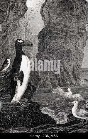 Antique copper plate illustration of  Great auk ( (Pinguinus impennis) circa 1850, this species, now extinct was last sighted in 1852 on the Grand Ban Stock Photo