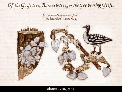 Illustration from John Gerard 'The Herball or General Historie of Plantes' 1597. This image shows the legend that geese were born from barnacles Stock Photo