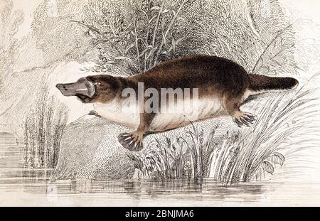 Duck billed platypus (Ornithorhynchus anatinus) engraved by W. Lizars. From 'The Natural History of Marsupialia or Pouched Animals' 1841 by G.R. Water Stock Photo