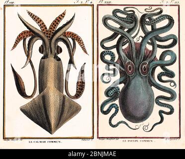 Historical illustration of Common octopus (Octopus vulgaris) and Common squid  (Loligo vulgaris) Pierre Denys de Montfort engraving from 'Histoire Nat Stock Photo