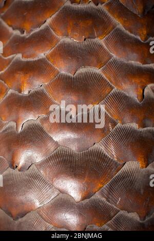 Close up of scales of Ground pangolin (Smutsia temmincki) theses scales are traded illegally and sold in Chinese medicine. Stock Photo