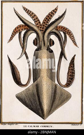 Historical illustration of Common squid  (Loligo vulgaris) Pierre Denys de Montfort engraving from 'Histoire Naturelle Generale et Particuliere des Mo Stock Photo