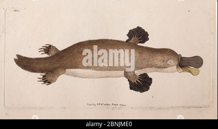Illustration plate of Duck billed platypus (Ornithorhynchus anatinus), by Frederick Nodder from George Shaw, 'The Naturalist's Miscellany' vol. 10. 17 Stock Photo
