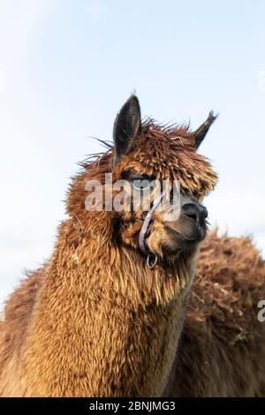 Close up head shot of a brown fleeced Alpaca Vicugna pacos on an upland hill farm in Huddersfield, West Yorkshire.
