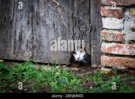 A beautiful but scared cat hided behind a door and watching who’s gonna come Stock Photo