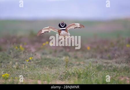 Little bustard (Tetrax tetrax) male displaying and jumping at spring lek, Catalonia, Spain April Stock Photo