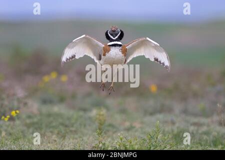 Little bustard (Tetrax tetrax) male displaying and jumping at spring lek, Catalonia, Spain April Stock Photo