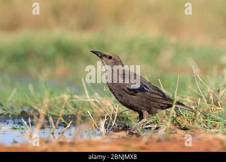 Spotless starling (Sturnus unicolor) juvenile drinking, Spain July Stock Photo