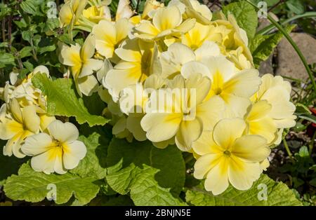 Close up of yellow primrose polyanthus primula flowers primulas flower flowering in a spring garden England UK United Kingdom GB Great Britain Stock Photo