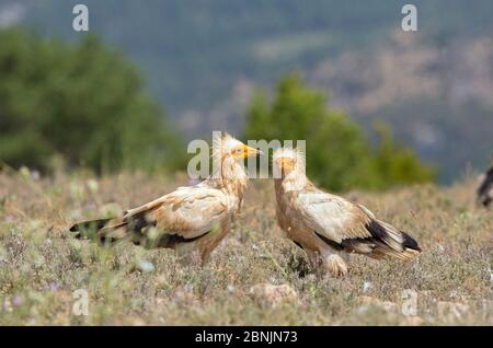 Egyptian vulture (Neophron percnopterus) two together on ground, Spain July Stock Photo