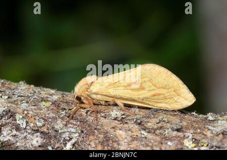 Ghost moth (Hepialus humuli) female, Wiltshire, UK June Stock Photo