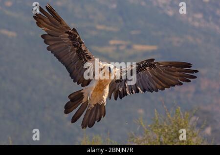 Lammergeier (Gypaetus barbatus) in flight, Pyrenees, Spain July Stock Photo