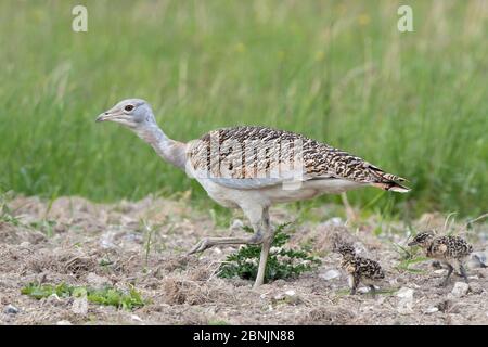 Great bustard (Otis tarda) 4 year old female (Black 17) with 6 days old chicks - part of a reintroduction project with birds imported under DEFRA lice Stock Photo