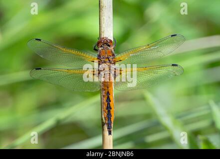 Scarce chaser dragonfly (Libellula fulva) immature male, Somerset Levels, UK May Stock Photo