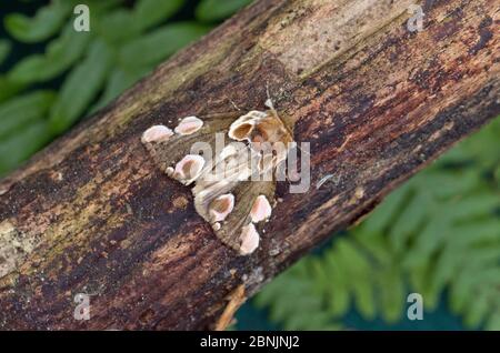 Peach blossom moth (Thyatira batis) Wiltshire, UK, June Stock Photo