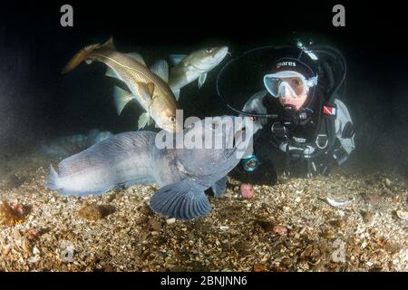 Scuba diver with Wolf eel (Anarrhichthys ocellatus) and Atlantic cod (Gadus morhu) Little Strytan dive site, Eyjafjordur nearby to Akureyri, northern Stock Photo