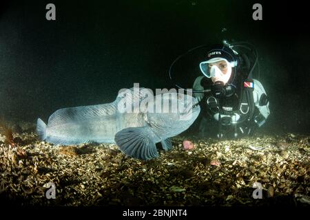 Scuba diver with Wolf eel (Anarrhichthys ocellatus) Little Strytan dive site, Eyjafjordur nearby to Akureyri, northern Iceland, North Atlantic Ocean. Stock Photo