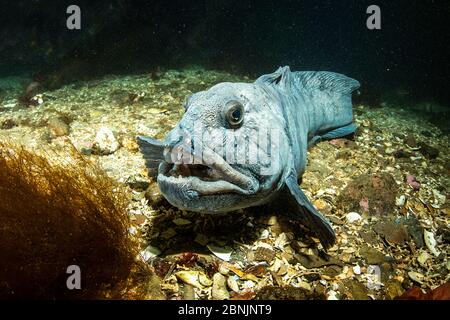 Wolf eel (Anarrhichthys ocellatus) Little Strytan dive site, Eyjafjordur nearby to Akureyri, northern Iceland, North Atlantic Ocean. Stock Photo