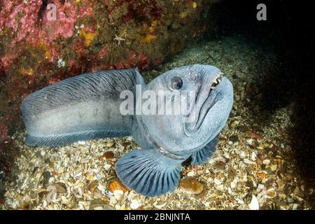 Wolf eel (Anarrhichthys ocellatus) Little Strytan dive site, Eyjafjordur nearby to Akureyri, northern Iceland, North Atlantic Ocean. Stock Photo