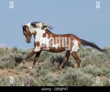 Wild pinto Mustang stallion running in Sand Wash Basin, Colorado, USA. June. Stock Photo
