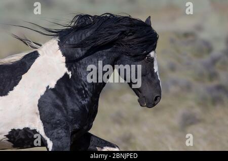 Wild pinto Mustang stallion running in McCullough Peaks Herd Area, Wyoming, USA. June. Stock Photo