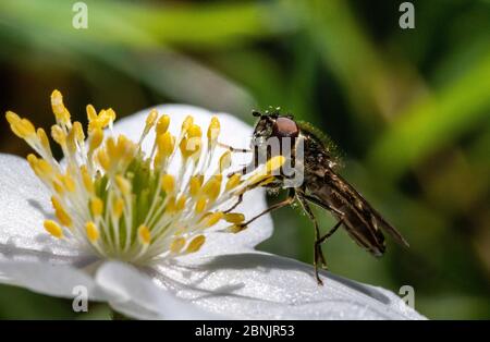 Small Hoverfly (Platycheirus albimanus) Feeding on a Wood Anemone (Anemone nemorosa) Flower in Spring. Hoverflies Are the Most Efficient Pollinators. Stock Photo