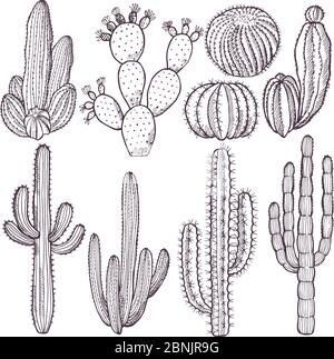 Illustrations of wild cactuses. Vector hand drawn pictures Stock Vector