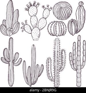 Vector hand drawn wild cacti plants pattern illustration Stock Vector ...