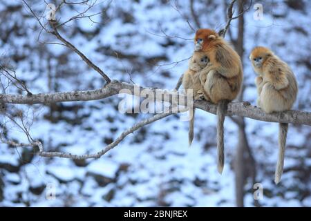 Golden monkey (Rhinopithecus roxellana) female adult with young suckling near a juvenile, Qinling Mountains, China. Stock Photo