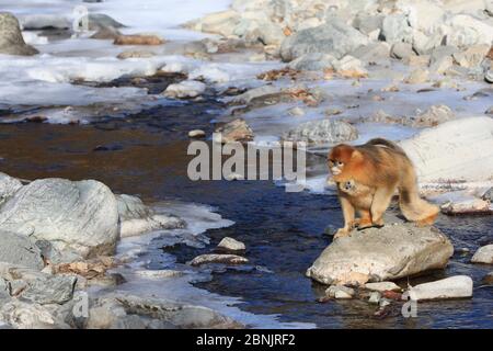 Golden monkey (Rhinopithecus roxellana) female with infant clinging to her, jumping over a frozen stream, Qinling Mountains, China. Stock Photo