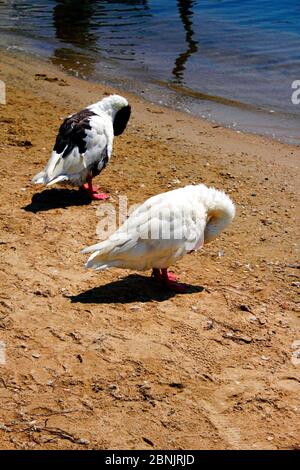 Ducks at the port of Antiparos island, Cyclades islands, Greece. Stock Photo