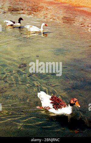 Ducks at the port of Antiparos island, Cyclades islands, Greece. Stock Photo