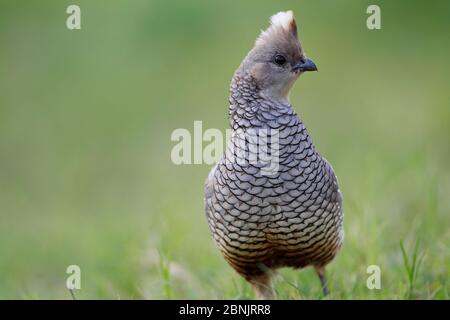 Scaled quail (Callipepla squamata) South Texas, USA, April. Stock Photo