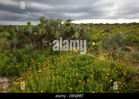 Opuntia cactus and in Texas Ranch, Spring South Texas USA Stock Photo