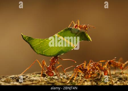 Leaf cutter ant (Atta sp) carrying leaves, Sierra Nevada de Santa Marta, Colombia. Stock Photo