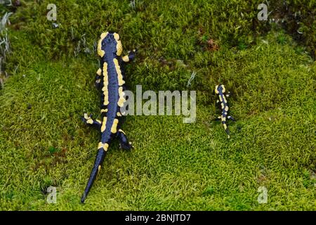 Fire salamander (Salamandra salamandra) adult and juvenile side by side, France, March. Stock Photo