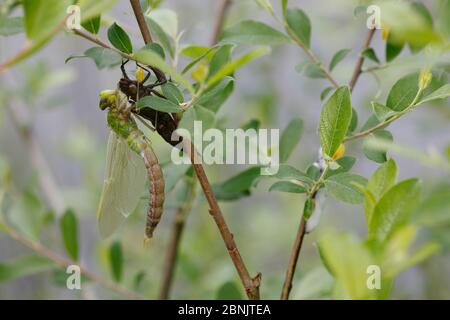 Emperor dragonfly (Anax imperator) adult male freshly emerged from larval case. Burgundy. France, April. Stock Photo