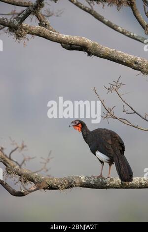 White-winged guan (Penelope albipennis) Chaparri Ecological Reserve, Andes, Peru Stock Photo