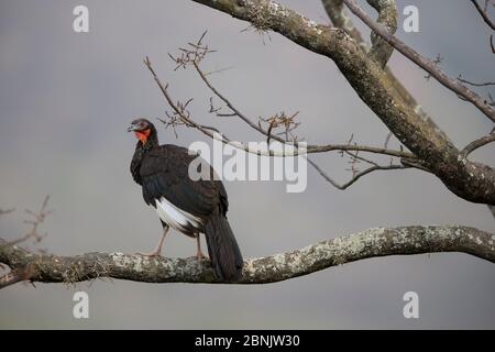 White-winged guan (Penelope albipennis) Chaparri Ecological Reserve, Andes, Peru Stock Photo