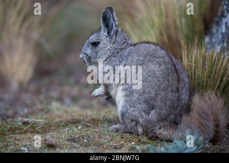 Northern viscacha (Lagidium peruanum) Huascaran National Park, Cordillera Blanca, Andes, Peru Stock Photo