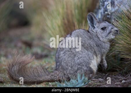 Northern viscacha (Lagidium peruanum) Huascaran National Park, Cordillera Blanca, Andes, Peru Stock Photo