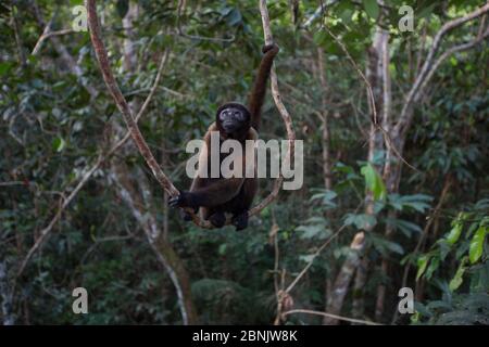 Humboldt's woolly monkey (Lagothrix logotricha)        Ikamaperou  sanctuary, Pacaya Samiria NP, Amazon, Peru Stock Photo