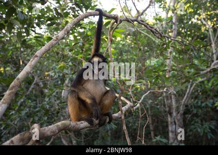 White-bellied spider monkey (Ateles belzebuth) holding  branch with prehensile tail, Pacaya Samiria NP, Amazon, Peru Stock Photo