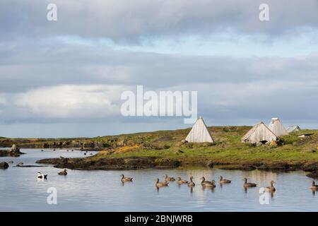 Common eider (Somateria mollissima) ducks on water in front of specific shelters provided for nesting, part of down collecting in Lanan Island, Vega A Stock Photo