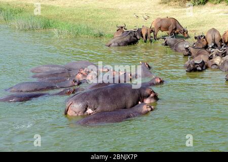 Hippopotamus group (Hippopotamus amphibius) and Cape buffalo (Syncerus caffer) bathing in lake Edward, Queen Elizabeth National Park, Uganda, Africa Stock Photo