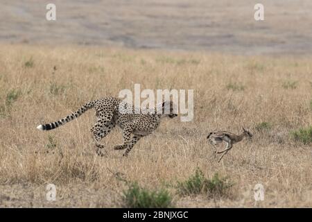 Cheetah (Acinonyx jubatus) juvenile hunting young Thomson's gazelle (Eudorcas thomsonii) Masai Mara Game Reserve, Kenya Stock Photo