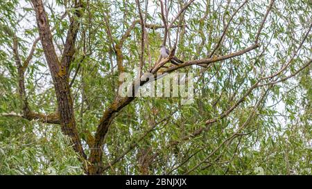 Common cuckoo, Danube delta, Romania Stock Photo