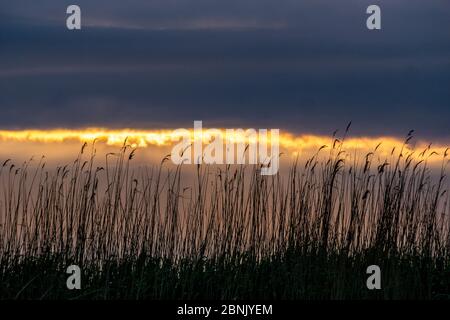 Reeds, Danube delta, Romania